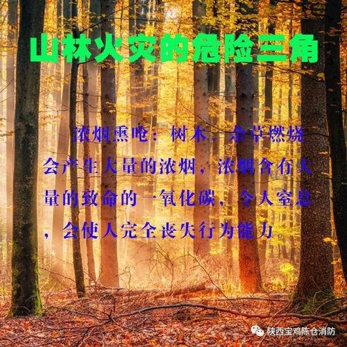 山林逃生,生死攸关的求生之旅