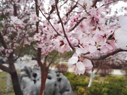 城南的花开了，你还走吗